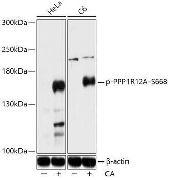 Phospho-PPP1R12A-S668 Rabbit Polyclonal Antibody