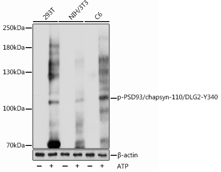 Phospho-PSD93/chapsyn-110/DLG2-Y340 Rabbit Polyclonal Antibody