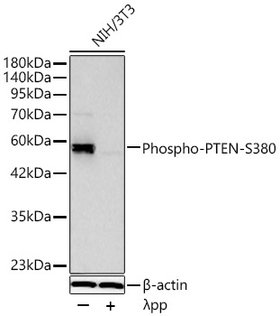 Phospho-PTEN-S380 Rabbit Monoclonal Antibody