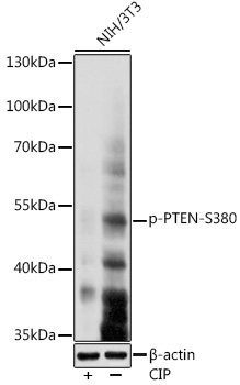 Phospho-PTEN-S380 Rabbit Polyclonal Antibody