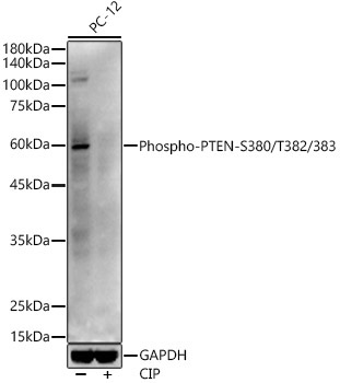 Phospho-PTEN-S380/T382/383 Rabbit Polyclonal Antibody