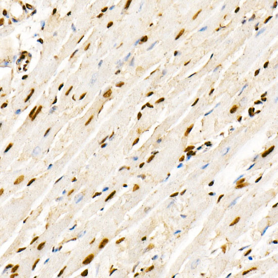 Phospho-PTEN-S380/T382/383 Rabbit Polyclonal Antibody - Image 3