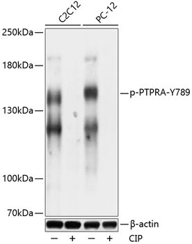 Phospho-PTPRA-Y789 Rabbit Polyclonal Antibody