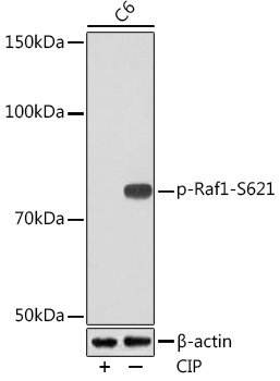 Phospho-Raf1-S621 Rabbit Monoclonal Antibody