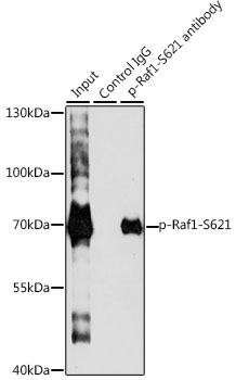 Phospho-Raf1-S621 Rabbit Polyclonal Antibody - Image 2