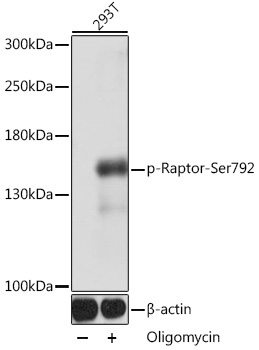 Phospho-Raptor-Ser792 Rabbit Polyclonal Antibody