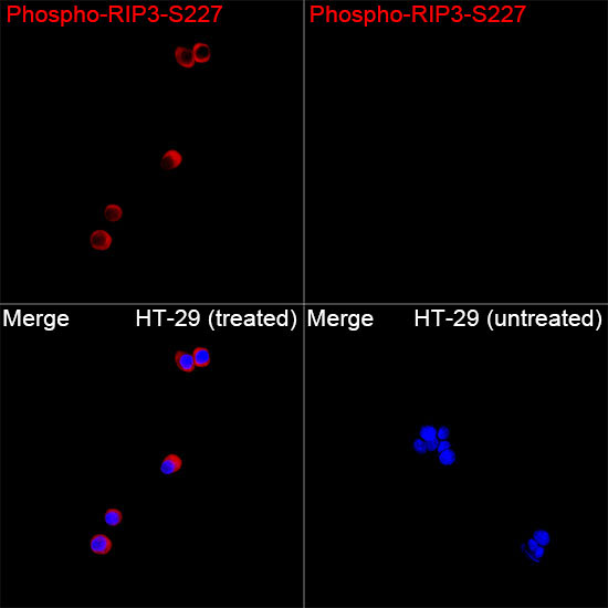 Phospho-RIP3-S227 Rabbit Polyclonal Antibody - Image 2