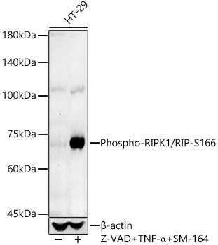 Phospho-RIPK1/RIP-S166 Rabbit Polyclonal Antibody