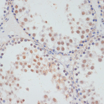 Phospho-RPS6KA5-S376 Rabbit Polyclonal Antibody - Image 2