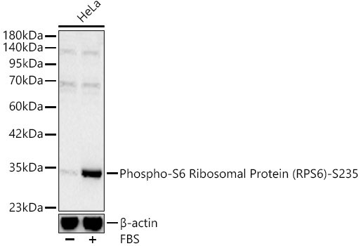 Phospho-S6 Ribosomal Protein (RPS6)-S235 Rabbit Polyclonal Antibody