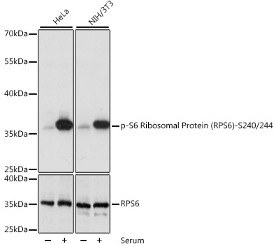 Phospho-S6 Ribosomal Protein (RPS6)-S240/244 Rabbit Polyclonal Antibody