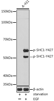 Phospho-SHC1-Y427 Rabbit Polyclonal Antibody