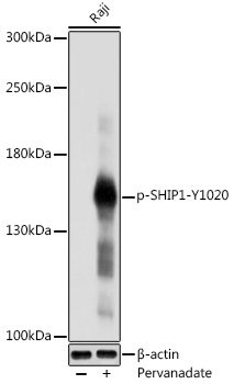 Phospho-SHIP1-Y1020 Rabbit Polyclonal Antibody