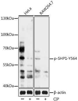 Phospho-SHP1-Y564 Rabbit Polyclonal Antibody