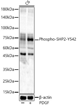 Phospho-SHP2-Y542 Rabbit Polyclonal Antibody - Image 2