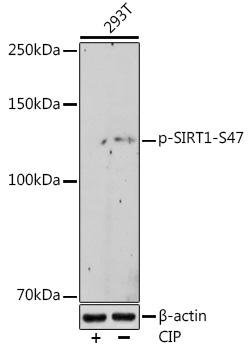 Phospho-SIRT1-S47 Rabbit Monoclonal Antibody