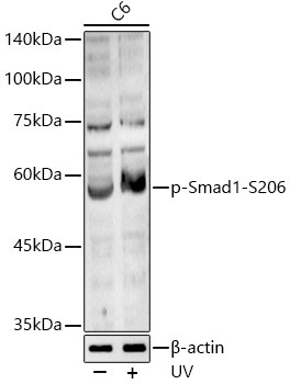 Phospho-Smad1-S206 Rabbit Polyclonal Antibody