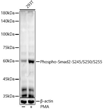 Phospho-Smad2-S245/S250/S255 Rabbit Monoclonal Antibody
