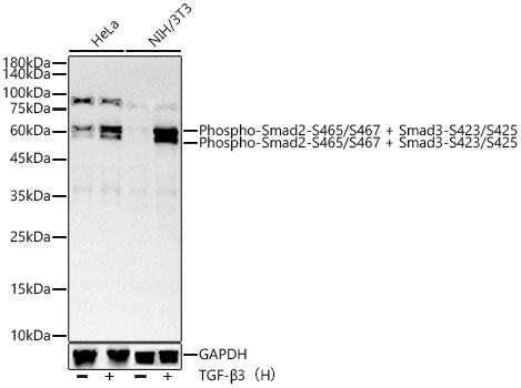 Phospho-Smad2-S465/S467 + Smad3-S423/S425 Rabbit Monoclonal Antibody