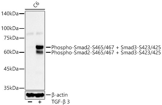 Phospho-Smad2-S465/S467 + Smad3-S423/S425 Rabbit Monoclonal Antibody - Image 2