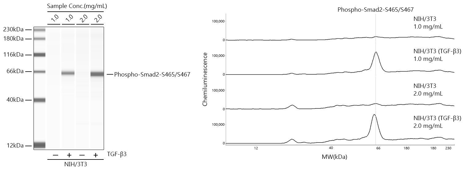 Phospho-Smad2-S465/S467 Rabbit Monoclonal Antibody