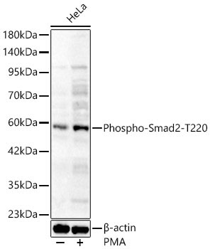 Phospho-Smad2-T220 Rabbit Polyclonal Antibody