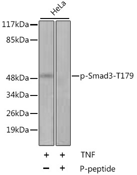 Phospho-Smad3-T179 Rabbit Polyclonal Antibody
