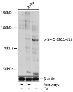 Phospho-SMO-S611/615 Rabbit Polyclonal Antibody