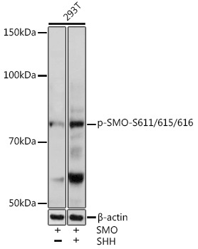 Phospho-SMO-S611/615/616 Rabbit Polyclonal Antibody