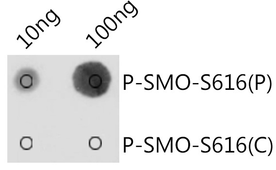 Phospho-SMO-S616 Rabbit Polyclonal Antibody