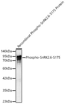 Phospho-SnRK2.6-S175 Polyclonal Antibody