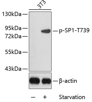 Phospho-SP1-T739 Rabbit Polyclonal Antibody