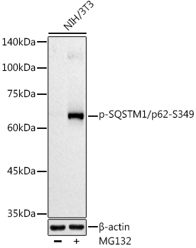 Phospho-SQSTM1/p62-S349 Rabbit Polyclonal Antibody