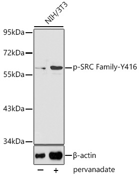 Phospho-SRC Family-Y416 Rabbit Polyclonal Antibody
