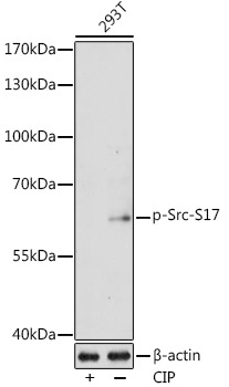Phospho-Src-S17 Rabbit Polyclonal Antibody