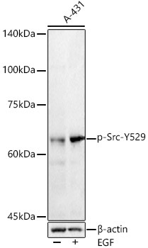 Phospho-Src-Y529 Rabbit Polyclonal Antibody
