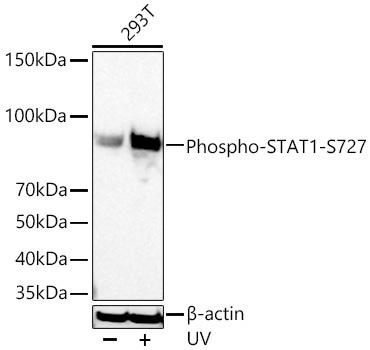Phospho-STAT1-S727 Rabbit Monoclonal Antibody