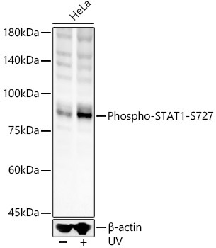 Phospho-STAT1-S727 Rabbit Polyclonal Antibody