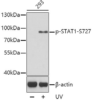 Phospho-STAT1-S727 Rabbit Polyclonal Antibody