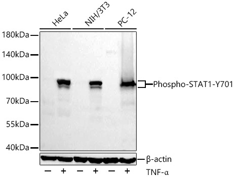 Phospho-STAT1-Y701 Rabbit Monoclonal Antibody