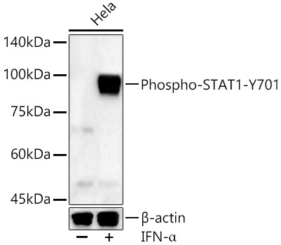 Phospho-STAT1-Y701 Rabbit Polyclonal Antibody