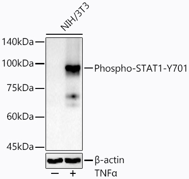 Phospho-STAT1-Y701 Rabbit Polyclonal Antibody - Image 2