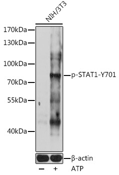 Phospho-STAT1-Y701 Rabbit Polyclonal Antibody