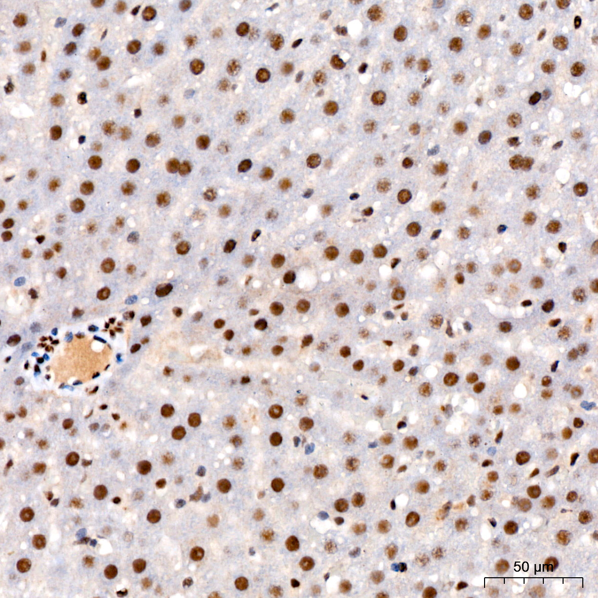 Phospho-STAT3-S727 Rabbit Monoclonal Antibody - Image 5