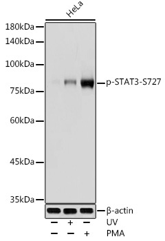 Phospho-STAT3-S727 Rabbit Polyclonal Antibody