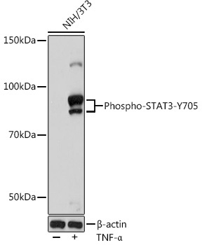 Phospho-STAT3-Y705 Rabbit Monoclonal Antibody
