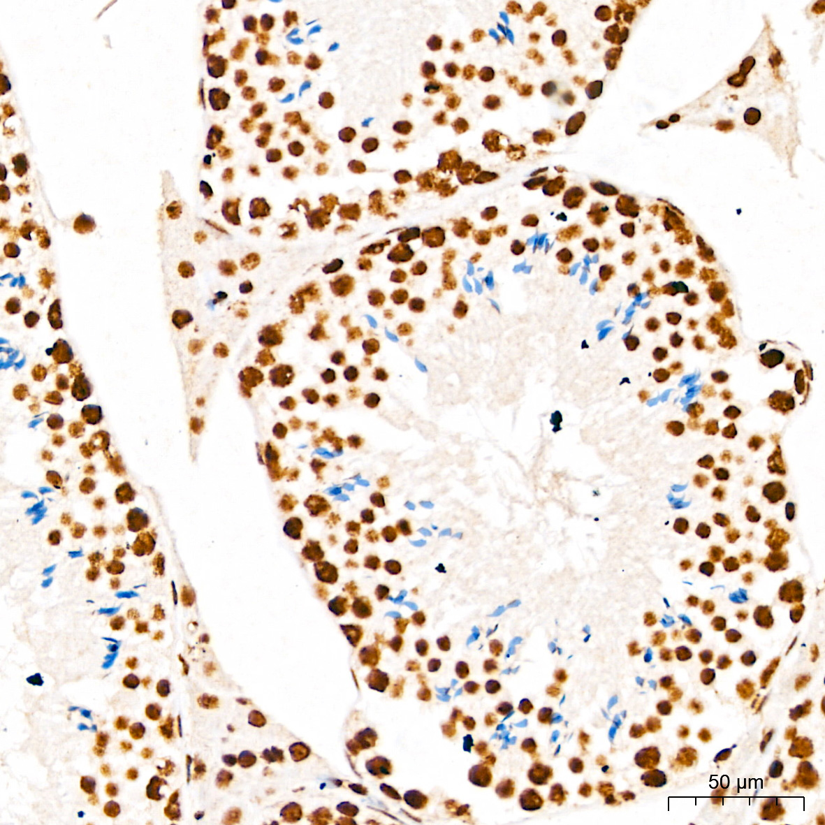 Phospho-STAT3-Y705 Rabbit Polyclonal Antibody - Image 2