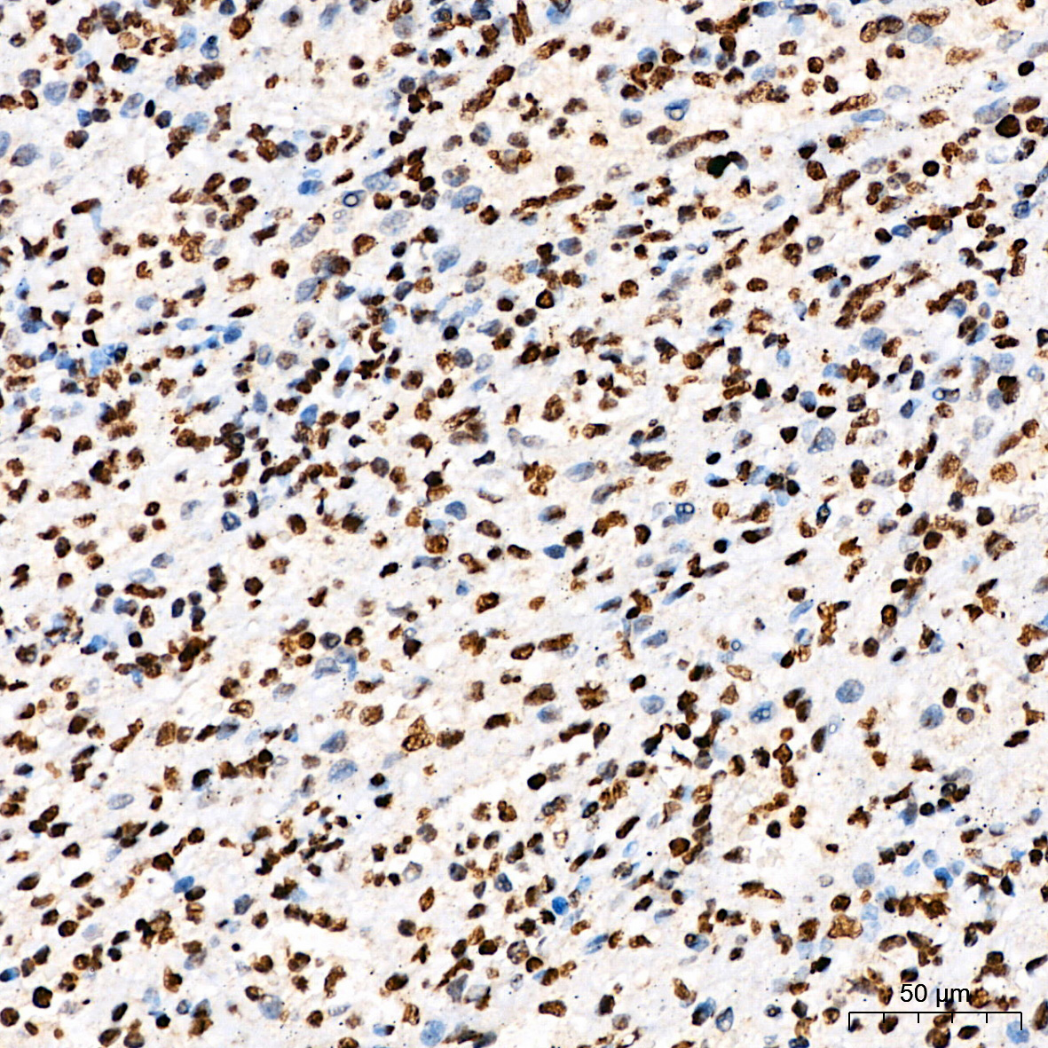 Phospho-STAT3-Y705 Rabbit Polyclonal Antibody - Image 4