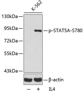 Phospho-STAT5A-S780 Rabbit Polyclonal Antibody