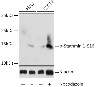 Phospho-Stathmin 1-S16 Rabbit Polyclonal Antibody